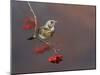 Fieldfare (Turdus Pilaris) Perched on Branch of a Rowan Tree (Sorbus Aucuparia) with Berries, UK-Richard Steel-Mounted Premium Photographic Print