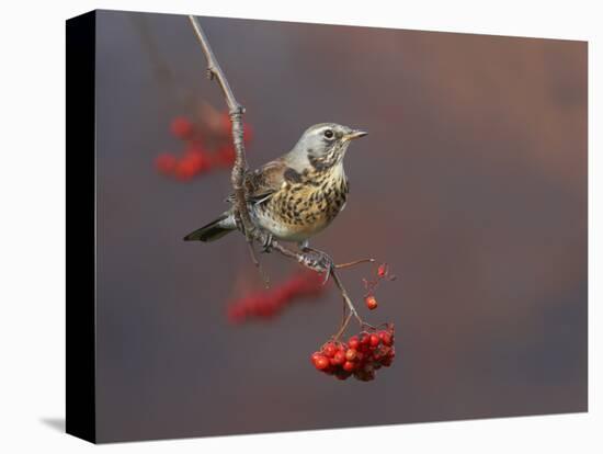 Fieldfare (Turdus Pilaris) Perched on Branch of a Rowan Tree (Sorbus Aucuparia) with Berries, UK-Richard Steel-Stretched Canvas