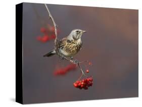 Fieldfare (Turdus Pilaris) Perched on Branch of a Rowan Tree (Sorbus Aucuparia) with Berries, UK-Richard Steel-Stretched Canvas