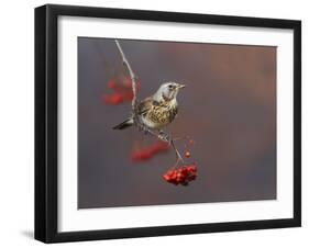 Fieldfare (Turdus Pilaris) Perched on Branch of a Rowan Tree (Sorbus Aucuparia) with Berries, UK-Richard Steel-Framed Photographic Print