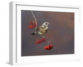 Fieldfare (Turdus Pilaris) Perched on Branch of a Rowan Tree (Sorbus Aucuparia) with Berries, UK-Richard Steel-Framed Photographic Print