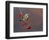 Fieldfare (Turdus Pilaris) Perched on Branch of a Rowan Tree (Sorbus Aucuparia) with Berries, UK-Richard Steel-Framed Photographic Print