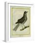 Fieldfare-Georges-Louis Buffon-Framed Giclee Print