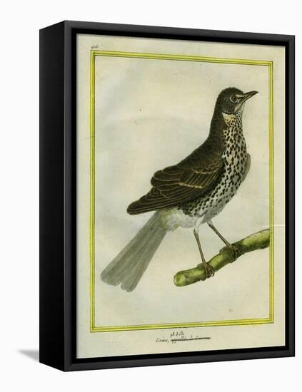 Fieldfare-Georges-Louis Buffon-Framed Stretched Canvas