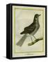 Fieldfare-Georges-Louis Buffon-Framed Stretched Canvas