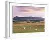 Fields and Sheep Near Oldmeldrum, Aberdeenshire, Scotland, United Kingdom, Europe-Patrick Dieudonne-Framed Photographic Print