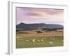 Fields and Sheep Near Oldmeldrum, Aberdeenshire, Scotland, United Kingdom, Europe-Patrick Dieudonne-Framed Photographic Print