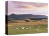 Fields and Sheep Near Oldmeldrum, Aberdeenshire, Scotland, United Kingdom, Europe-Patrick Dieudonne-Stretched Canvas