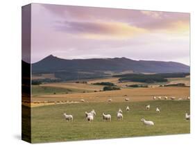 Fields and Sheep Near Oldmeldrum, Aberdeenshire, Scotland, United Kingdom, Europe-Patrick Dieudonne-Stretched Canvas