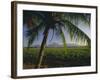 Fields at Chichigalpa to Volcan San Cristobal at Northwest End of Nicaragua's Chain of Volcanoes-Robert Francis-Framed Photographic Print