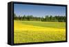 Fields at Varska, Estonia, Baltic States, Europe-Nico Tondini-Framed Stretched Canvas