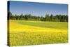 Fields at Varska, Estonia, Baltic States, Europe-Nico Tondini-Stretched Canvas