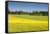 Fields at Varska, Estonia, Baltic States, Europe-Nico Tondini-Framed Stretched Canvas