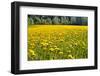 Fields at Varska, Estonia, Baltic States, Europe-Nico Tondini-Framed Photographic Print