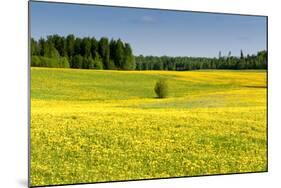 Fields at Varska, Estonia, Baltic States-Nico Tondini-Mounted Photographic Print