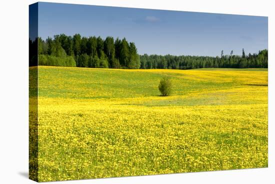 Fields at Varska, Estonia, Baltic States-Nico Tondini-Stretched Canvas