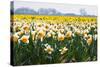 Fields Full of Daffodils in Many Colors-Colette2-Stretched Canvas