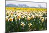 Fields Full of Daffodils in Many Colors-Colette2-Mounted Photographic Print