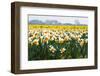 Fields Full of Daffodils in Many Colors-Colette2-Framed Photographic Print