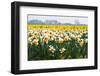 Fields Full of Daffodils in Many Colors-Colette2-Framed Photographic Print