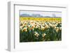 Fields Full of Daffodils in Many Colors-Colette2-Framed Photographic Print