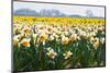 Fields Full of Daffodils in Many Colors-Colette2-Mounted Photographic Print