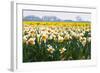 Fields Full of Daffodils in Many Colors-Colette2-Framed Photographic Print