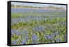 Fields Full with Blue Grape Hyacinths in Spring-Ivonnewierink-Framed Stretched Canvas