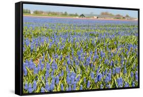 Fields Full with Blue Grape Hyacinths in Spring-Ivonnewierink-Framed Stretched Canvas