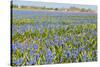 Fields Full with Blue Grape Hyacinths in Spring-Ivonnewierink-Stretched Canvas