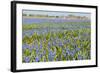 Fields Full with Blue Grape Hyacinths in Spring-Ivonnewierink-Framed Photographic Print