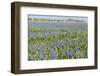 Fields Full with Blue Grape Hyacinths in Spring-Ivonnewierink-Framed Photographic Print