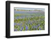 Fields Full with Blue Grape Hyacinths in Spring-Ivonnewierink-Framed Photographic Print