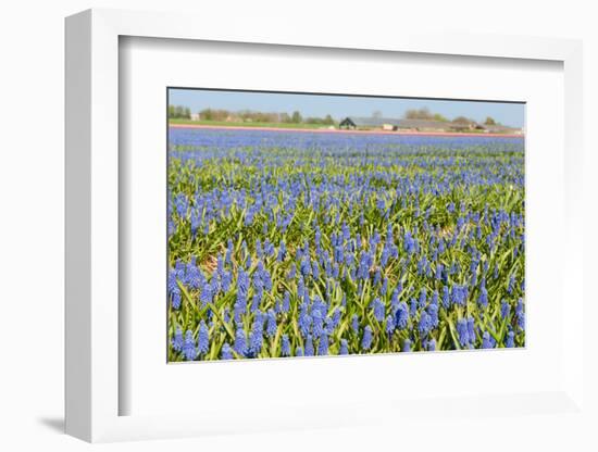 Fields Full with Blue Grape Hyacinths in Spring-Ivonnewierink-Framed Photographic Print
