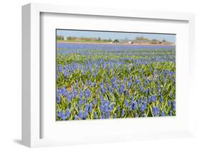 Fields Full with Blue Grape Hyacinths in Spring-Ivonnewierink-Framed Photographic Print