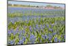 Fields Full with Blue Grape Hyacinths in Spring-Ivonnewierink-Mounted Photographic Print