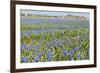 Fields Full with Blue Grape Hyacinths in Spring-Ivonnewierink-Framed Photographic Print