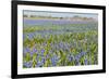 Fields Full with Blue Grape Hyacinths in Spring-Ivonnewierink-Framed Photographic Print