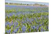 Fields Full with Blue Grape Hyacinths in Spring-Ivonnewierink-Mounted Photographic Print