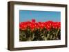 Fields Full with Spring Tulips-Ivonnewierink-Framed Photographic Print