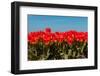 Fields Full with Spring Tulips-Ivonnewierink-Framed Photographic Print