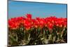 Fields Full with Spring Tulips-Ivonnewierink-Mounted Photographic Print