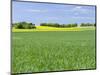 Fields in Thuringia near towns of Muehlhausen and Weberstedt, Germany.-Martin Zwick-Mounted Photographic Print