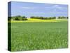 Fields in Thuringia near towns of Muehlhausen and Weberstedt, Germany.-Martin Zwick-Stretched Canvas