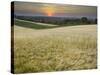 Fields Near Angern an Der March, Marchfeld, Lower Austria, Austria-Rainer Mirau-Stretched Canvas