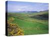 Fields Near Dingle, Co. Kerry, Ireland/Eire-Roy Rainford-Stretched Canvas