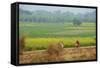 Fields Near Village on the Bank of the Hooghly River, West Bengal, India, Asia-Bruno Morandi-Framed Stretched Canvas