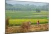 Fields Near Village on the Bank of the Hooghly River, West Bengal, India, Asia-Bruno Morandi-Mounted Photographic Print