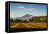 Fields North of Leon and Volcan Telica-Rob Francis-Framed Stretched Canvas