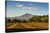 Fields North of Leon and Volcan Telica-Rob Francis-Stretched Canvas